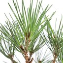 Ver imagem 3 de Pré Bonsai Pinheiro Negro 12 Anos