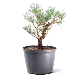 Pré Bonsai Pinheiro Negro 12 Anos - 2