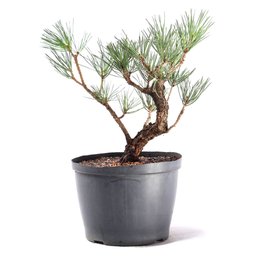 Pré Bonsai Pinheiro Negro 12 Anos - 6
