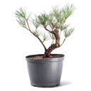 Ver imagem 6 de Pré Bonsai Pinheiro Negro 12 Anos