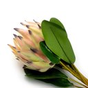 Ver imagem 3 de Haste de Flor Artificial Protea Frosted com Coat Salmão 70 Cm F04 - D’Rossi