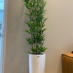 Bambu Mossô Artificial 6 Hastes Planta Alta no Gesso + Vaso Decore Fácil Shop - 3