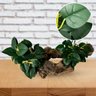 10 Buquês de Peperômia (25cm) Artificial Revestida em Silicone - Planta Decorativa Realismo Superior - 5