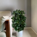 Ver imagem 1 de 10 Buquês de Peperômia (25cm) Artificial Revestida em Silicone - Planta Decorativa Realismo Superior