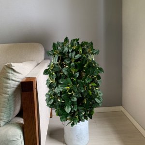 10 Buquês de Peperômia (25cm) Artificial Revestida em Silicone - Planta Decorativa Realismo Superior