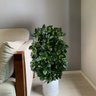 10 Buquês de Peperômia (25cm) Artificial Revestida em Silicone - Planta Decorativa Realismo Superior - 1