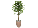 Ver imagem 1 de Planta Artificial Ficus Verde 1,50 kit + Vaso E. Bege 30 cm