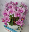 Ver imagem 2 de Arranjo Com 4 Orquídeas Violeta Vaso Ceramica 28cm