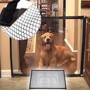 Ver imagem 5 de Kit 2 Telas Grade Porta para Cachorro Pet Caes Bebe Gato