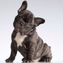 Ver imagem 2 de Kit 3 Roupinha Pet Basic para Cachorro Tamanho M