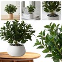 Ver imagem 6 de Kit com 12 Peperômia Artificial 80cm – Folhagem Permanente para Vasos e Decoração Interna