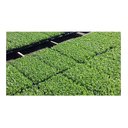 Ver imagem 4 de Kit 40 Bandeja Sementeira Para Produção De Mudas 64 Células