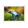 Quadro decoração biologia perereca azul 24x33cm brc7034 - 1