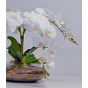 Ver imagem 3 de Arranjo Flores Orquídeas Artificial Branca Com Vaso Lucca