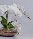 Ver imagem 3 de Arranjo Flores Orquídeas Artificial Branca Com Vaso Lucca