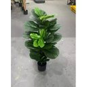 Ver imagem 4 de Planta Artificial Ficus Lyrata Planta Decoração Sala 1.00m