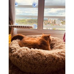 Cama Nuvem Gigante Cachorros Luxo Xg 100x100:bege - 4