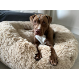 Cama Nuvem Gigante Cachorros Luxo Xg 100x100:bege - 5