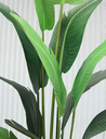Ver imagem 4 de Planta Bananeira Ravenala 18 Folhas Palmeira 310cm Folhagem