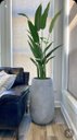 Ver imagem 3 de Planta Bananeira Ravenala 18 Folhas Palmeira 310cm Folhagem