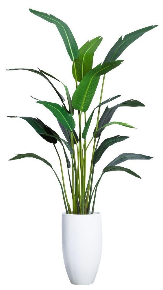Planta Bananeira Ravenala 18 Folhas Palmeira 310cm Folhagem