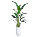 Ver imagem 1 de Planta Bananeira Ravenala 18 Folhas Palmeira 310cm Folhagem