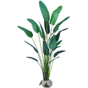 Ver imagem 2 de Planta Bananeira Ravenala 18 Folhas Palmeira 310cm Folhagem