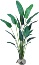 Ver imagem 2 de Planta Bananeira Ravenala 18 Folhas Palmeira 310cm Folhagem