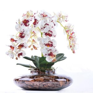 Arranjo 4 Orquídeas Artificiais Tigre em Terrário Incolor Vicky