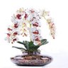 Arranjo 4 Orquídeas Artificiais Tigre em Terrário Incolor Vicky - 1
