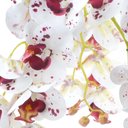 Ver imagem 2 de Arranjo 4 Orquídeas Artificiais Tigre em Terrário Incolor Vicky