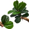 Kit 4 Plantas Artificiais Ficus para Arranjo e Ambientes Internos, Folhagem Durável para Decoração - 3