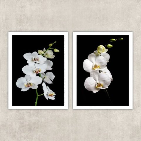 Kit 2 Quadros Fotografia Orquídeas Brancas 24x18cm:madeira Preta