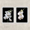 Ver imagem 1 de Kit 2 Quadros Fotografia Orquídeas Brancas 24x18cm:madeira Preta