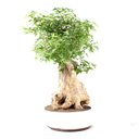 Ver imagem 4 de Bonsai Acer Tridente 26 Anos