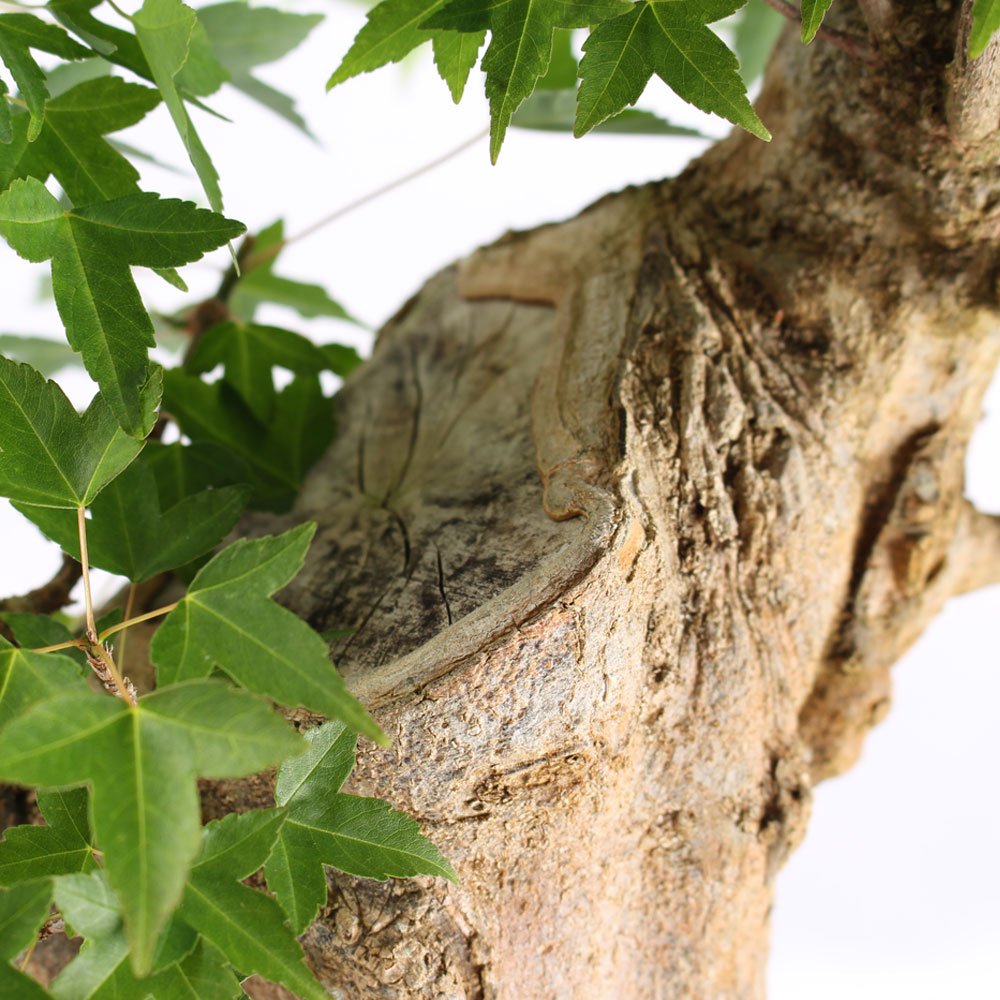 Bonsai Acer Tridente 26 Anos - 6