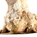 Ver imagem 7 de Bonsai Acer Tridente 26 Anos