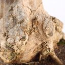 Ver imagem 5 de Bonsai Acer Tridente 26 Anos