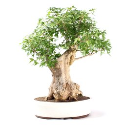 Bonsai Acer Tridente 26 Anos - 1