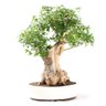 Bonsai Acer Tridente 26 Anos - 1