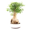 Ver imagem 2 de Bonsai Acer Tridente 26 Anos