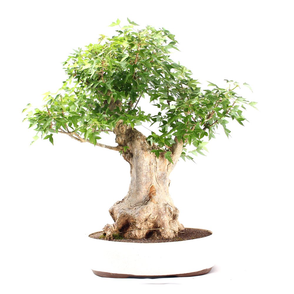 Bonsai Acer Tridente 26 Anos - 3