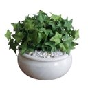 Ver imagem 7 de 20 Mini Hera Artificial Verde Folhagem Premium Realista para Decoração Interna e Vasos