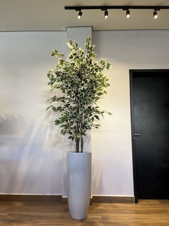 Planta Artificial Ficus Variegata Planta Grande Decoração com 170cm