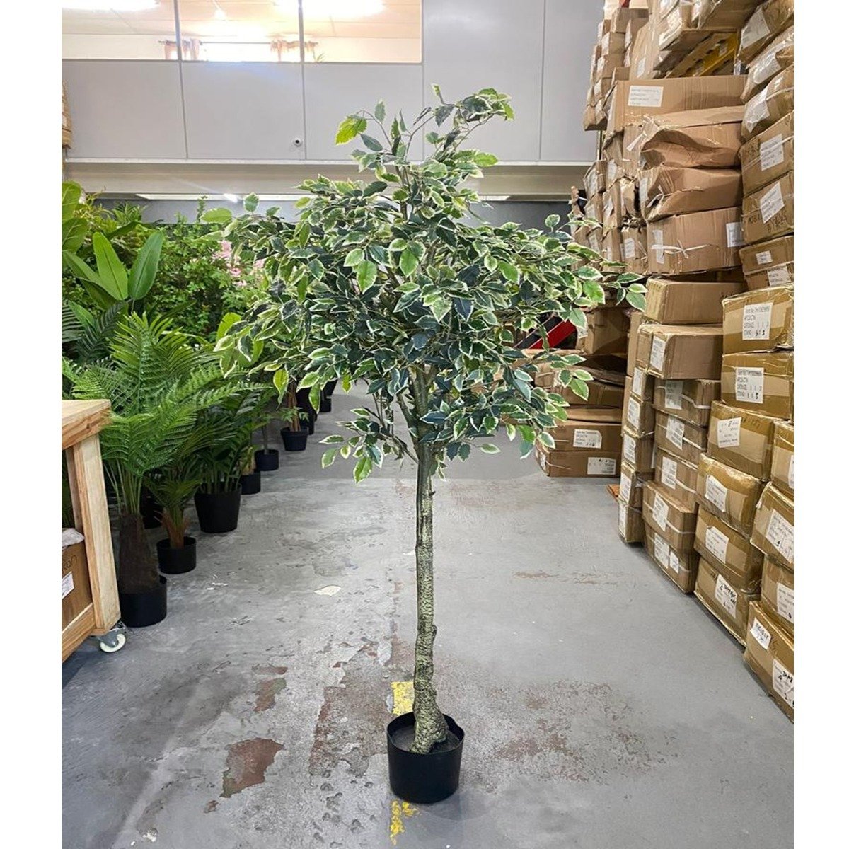 Planta Artificial Ficus Variegata Planta Grande Decoração com 170cm - 3