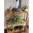 Ver imagem 3 de Suporte para Plantas, Prateleira Chão P28