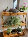 Ver imagem 3 de Suporte para Plantas, Prateleira Chão P28