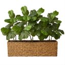 Ver imagem 7 de Kit 4 Mini Árvores Ficus Lyrata Artificial 85cm Planta Decorativa Premium Silicone Realista Alto Pad
