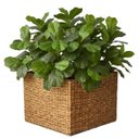 Ver imagem 6 de Kit 4 Mini Árvores Ficus Lyrata Artificial 85cm Planta Decorativa Premium Silicone Realista Alto Pad