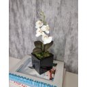 Ver imagem 2 de Arranjo De Mini Orquídea Branca Vaso Preto Quadrado